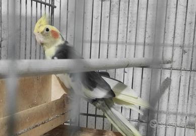 Calopsite maschio per femmina