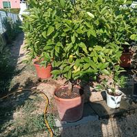 Arancio Volkameriano