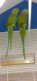 Parrochetti dal collare