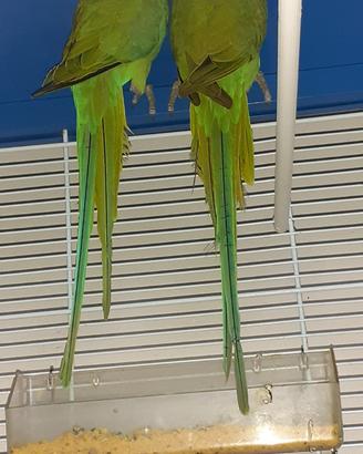 Parrochetti dal collare