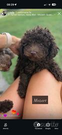 Barboncino toy maschio con pedigree enci