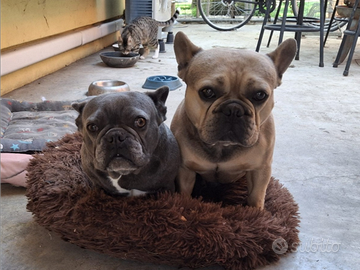 Cuccioli bulldog francese