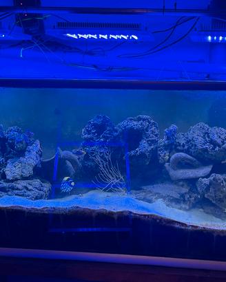 Acquariologia
