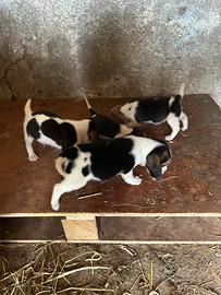 Beagle