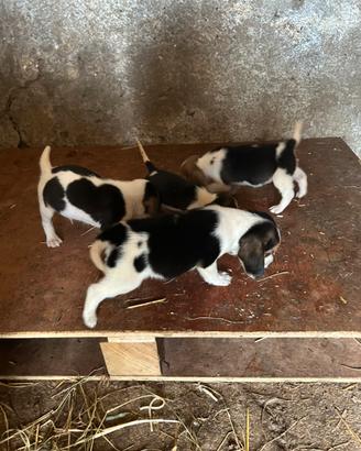 Beagle
