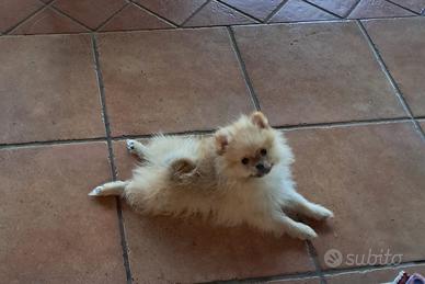 Volpino di Pomerania maschio