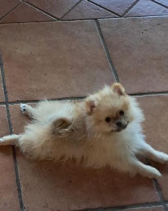 Volpino di Pomerania maschio