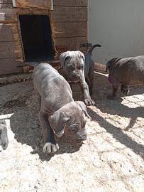 Cane corso cuccioli