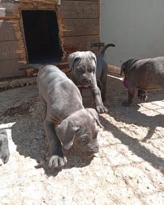 Cane corso cuccioli