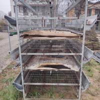 gabbia per galline ovaiole