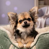 Chihuahua pelo lungo femminuccia mini taglia