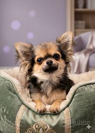 Chihuahua pelo lungo femminuccia mini taglia