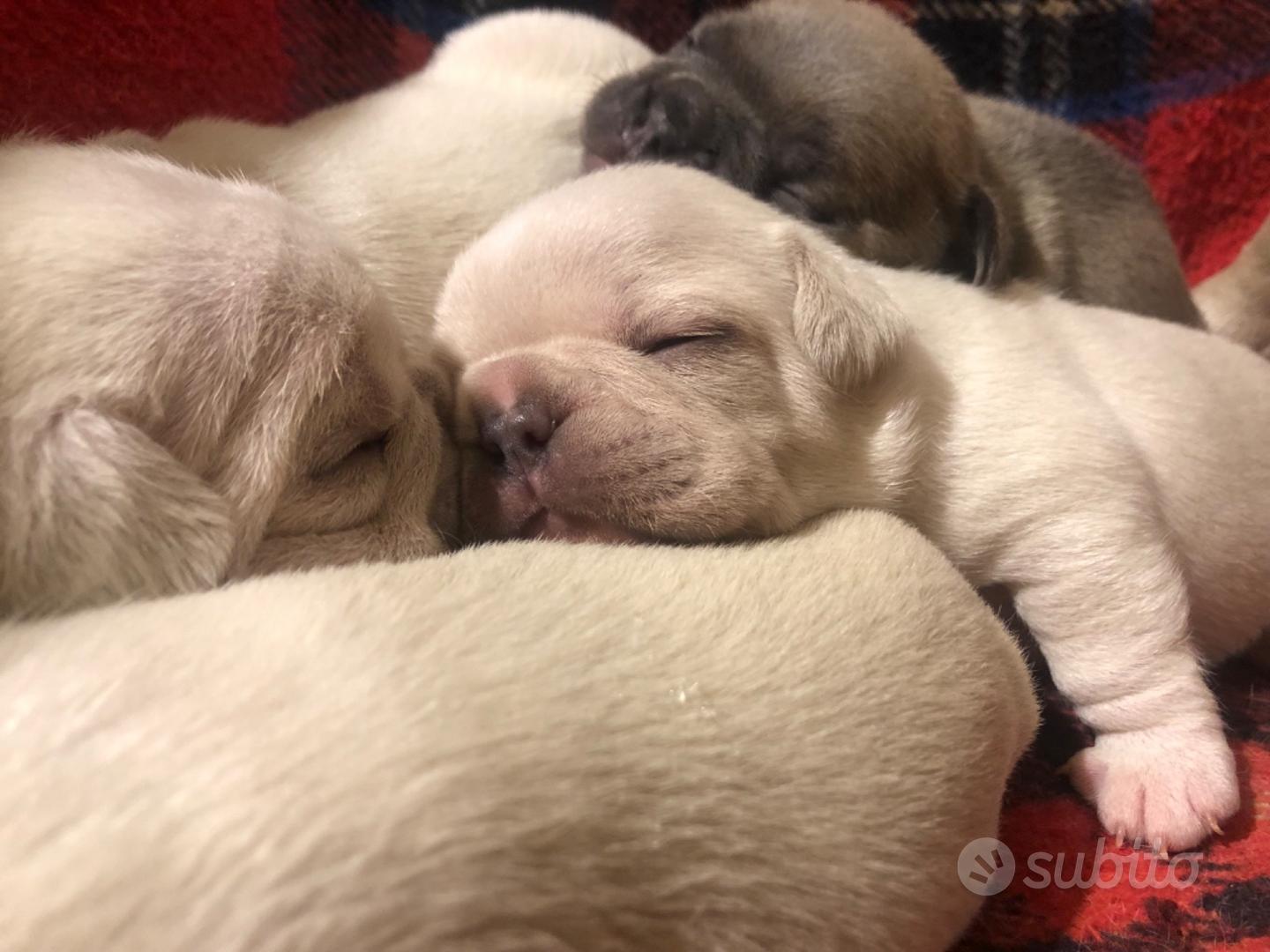 Cuccioli bulldog francese - Animali In vendita a Palermo