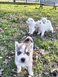 Cuccioli di husky