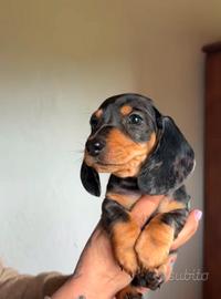 cuccioli bassotto arlecchino 