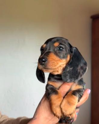 cuccioli bassotto arlecchino 