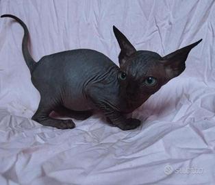 Cuccioli di sphynx trasporto in tutta italia