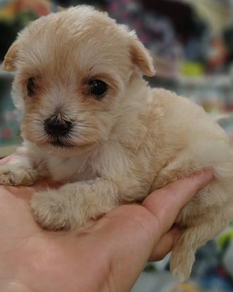 Maltipoo mini toy