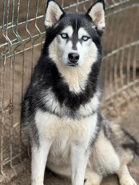 ECHO, HUSKY bella da togliere il fiato