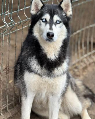ECHO, HUSKY bella da togliere il fiato