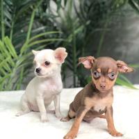 Cuccioli chihuahua