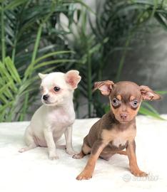 Cuccioli chihuahua