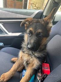 Cuccioli di pastore tedesco