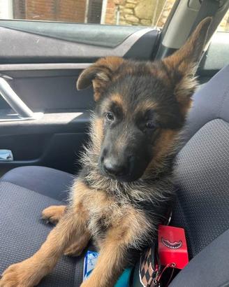 Cuccioli di pastore tedesco