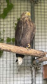 Aquila di mare coda bianca femmina