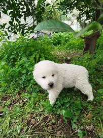 Cuccioli di Pastore abruzzese maremmano