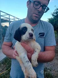 Disponi cuccioli di setter inglese
