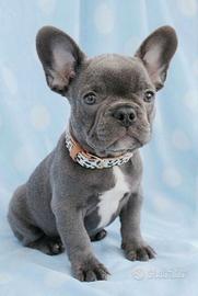 BOULEDOGUE - BULLDOG FRANCESE BLU cuccioli