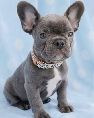 BOULEDOGUE - BULLDOG FRANCESE BLU cuccioli