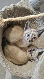 Siamesina tubby point e Siamese blu point