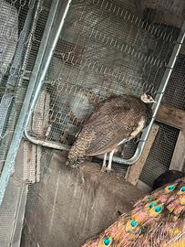 Pavone maschio di 5 mesi