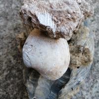 fossili di conchiglia 