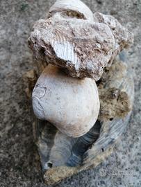 fossili di conchiglia 