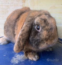 Coniglio ariete nano