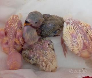 Pulli Inseparabili da allevare a mano