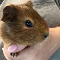 Porcellini d'india e cavie peruviane giovani