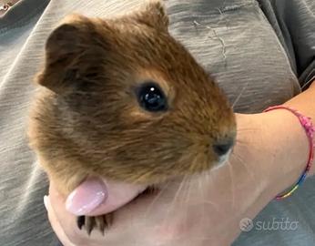 Porcellini d'india e cavie peruviane giovani