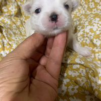 Maltese mini toy coreano
