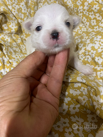 Maltese mini toy coreano