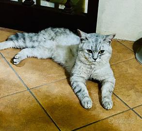 Gatti scottish per accoppiamento