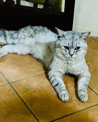 Gatti scottish per accoppiamento