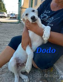 Tato e Dodo