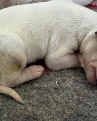 Dalmata cuccioli