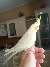 Calopsite allevati a mano