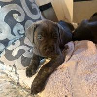 Cuccioli di cane Corso nati 8/01/26