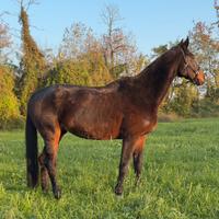 Cavallo Hannover in fida gratuita